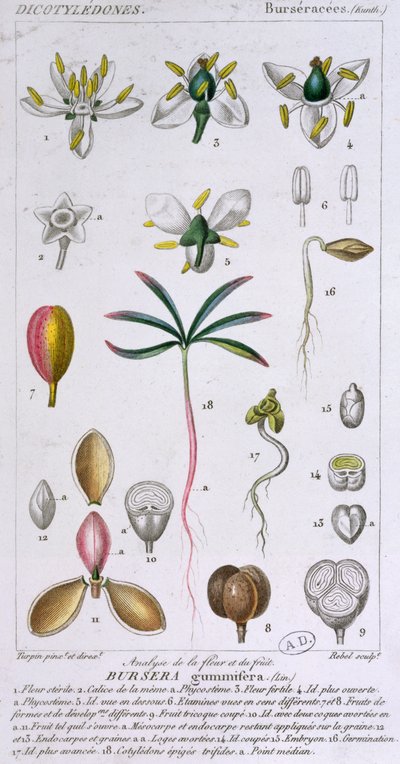 Bursera Gummifera, engraved by Rebel c.1810-20 by Pierre Jean Francois Turpin